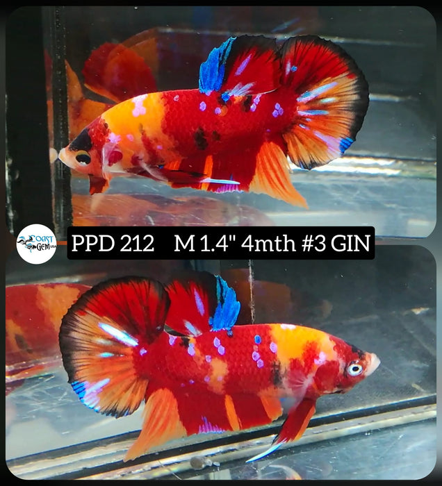 Live Betta Fish Male Plakat High Grade Red Koi Galaxy Fancy (PPD-212) What you see is what you get!