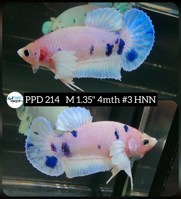 Live Betta Fish Male Plakat High Grade Blue Koi (PPD-214) What you see is what you get!
