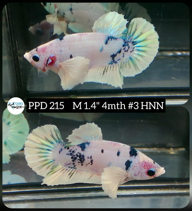 Live Betta Fish Male Plakat High Grade Blue Koi (PPD-215) What you see is what you get!