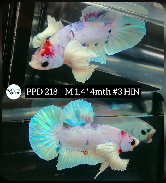 S209 Live Betta Fish Male Plakat High Grade Blue Koi (PPD-218) What you see is what you get!