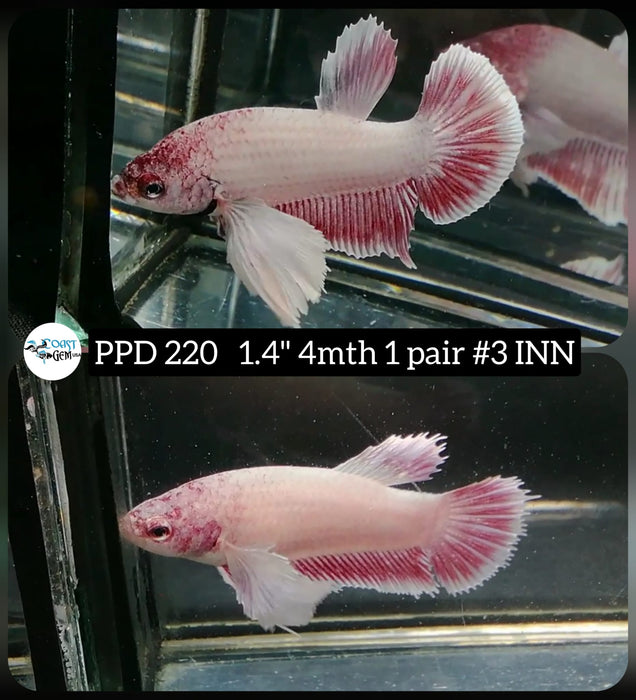 Live Betta Fish 1 Pair Plakat High Grade White Copper Dumbo Ear (PPD-220) What you see is what you get!