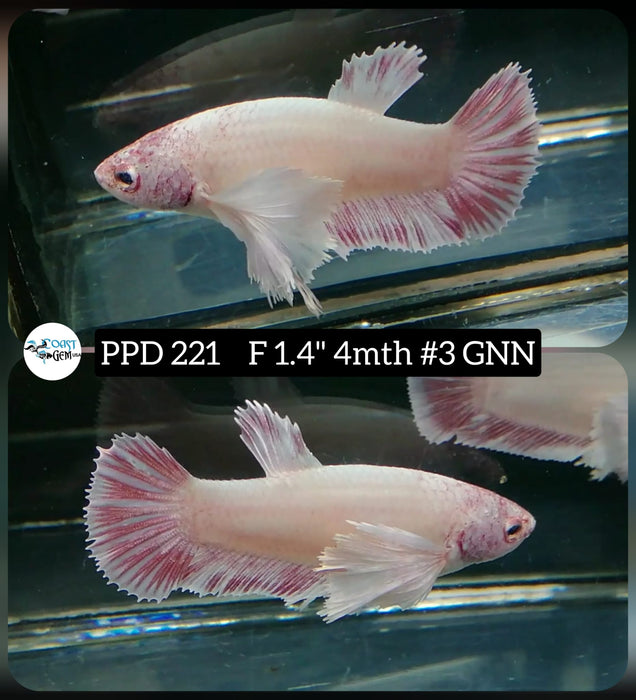 X Live Betta Fish Female Plakat High Grade White Copper Dumbo Ear (PPD-221) What you see is what you get!
