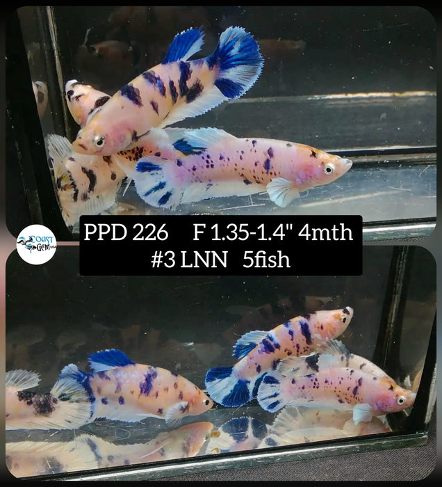 Live Betta Fish Female (5 Fish) Plakat High Grade Blue Koi (PPD-226) What you see is what you get!