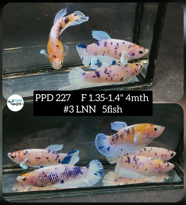 Live Betta Fish Female (5 Fish) Plakat High Grade Blue Yellow Koi (PPD-227) What you see is what you get!