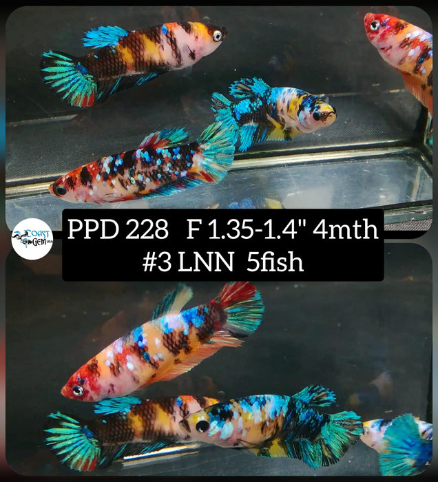 Live Betta Fish Female (5 Fish) Plakat High Grade Blue Metallic Fancy (PPD-228) What you see is what you get!