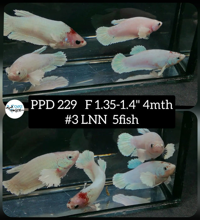 Live Betta Fish Female (5 Fish) Plakat High Grade White Platinum Tancho (PPD-229) What you see is what you get!