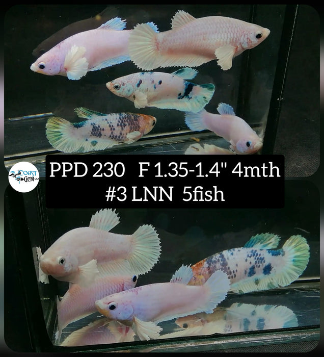 Live Betta Fish Female (5 Fish)Plakat High Grade Blue Koi (PPD-230) What you see is what you get!