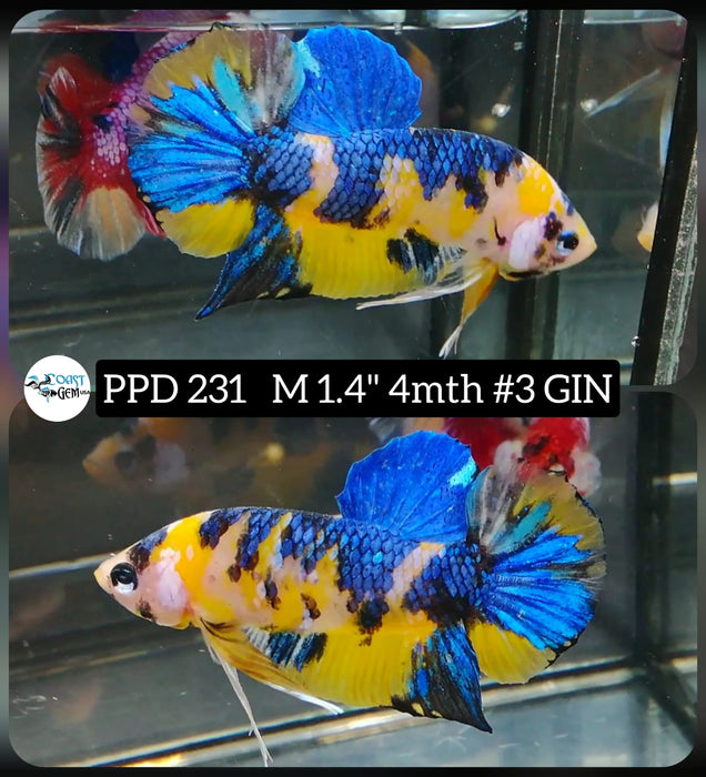 Live Betta Fish Male Plakat High Grade Yellow Koi Fancy (PPD-231) What you see is what you get!