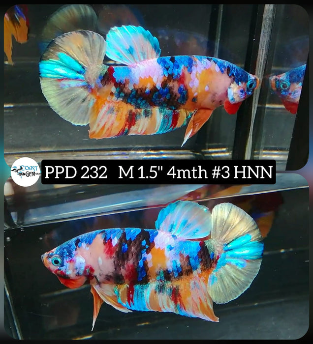 X Live Betta Fish Male Plakat High Grade Fancy Marble (PPD-232) What you see is what you get!