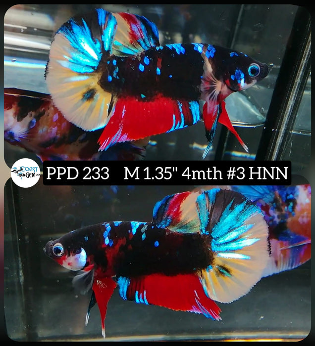 X Live Betta Fish Male Plakat High Grade Black Galaxy (PPD-233) What you see is what you get!