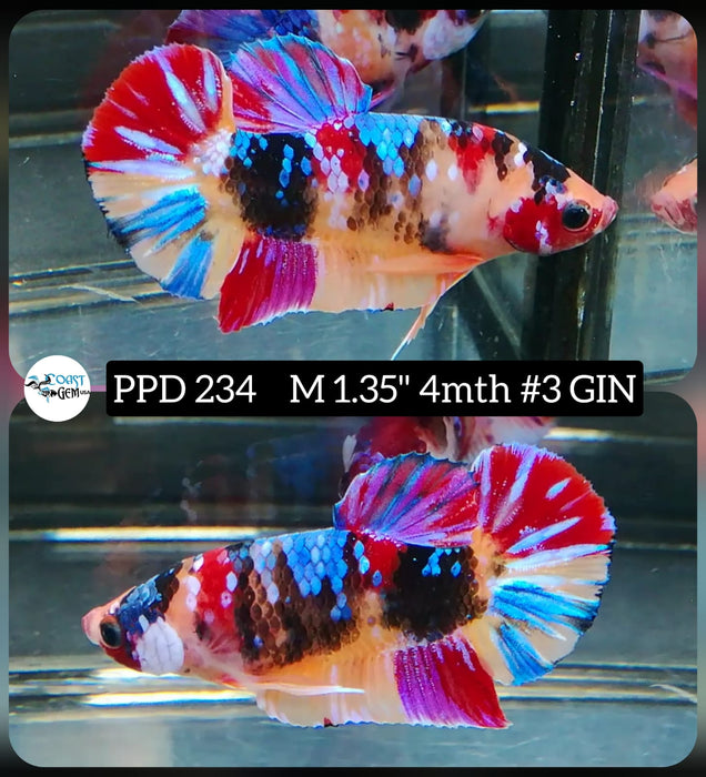 Live Betta Fish Male Plakat High Grade Fancy Candy (PPD-234) What you see is what you get!