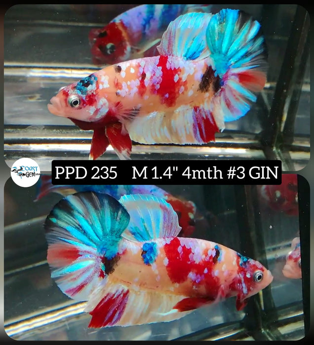 Live Betta Fish Male Plakat High Grade Galaxy Fancy (PPD-235) What you see is what you get!