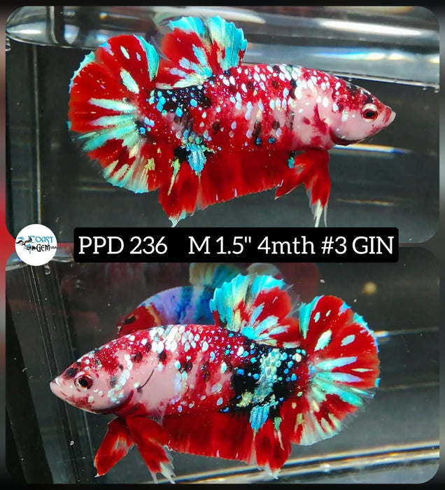 X Live Betta Fish Male Plakat High Grade Red Galaxy (PPD-236) What you see is what you get!