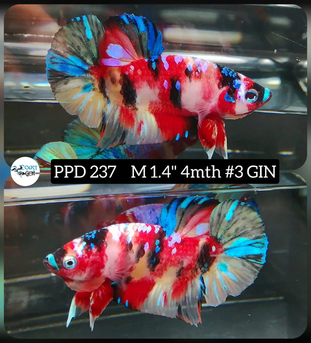 x Live Betta Fish Male Plakat High Grade Fancy Candy (PPD-237) What you see is what you get!