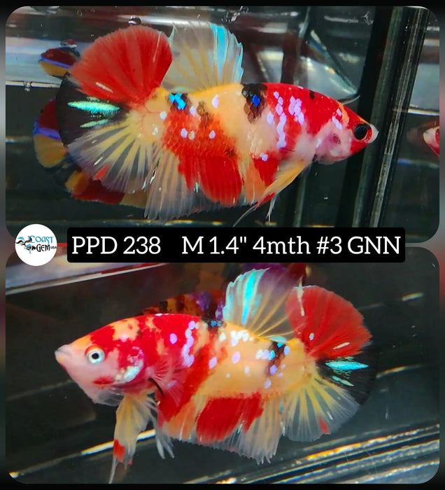 Live Betta Fish Male Plakat High Grade Galaxy Nemo (PPD-238) What you see is what you get!