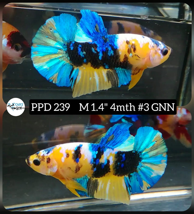 Live Betta Fish Male Plakat High Grade Yellow Koi Fancy (PPD-239) What you see is what you get!