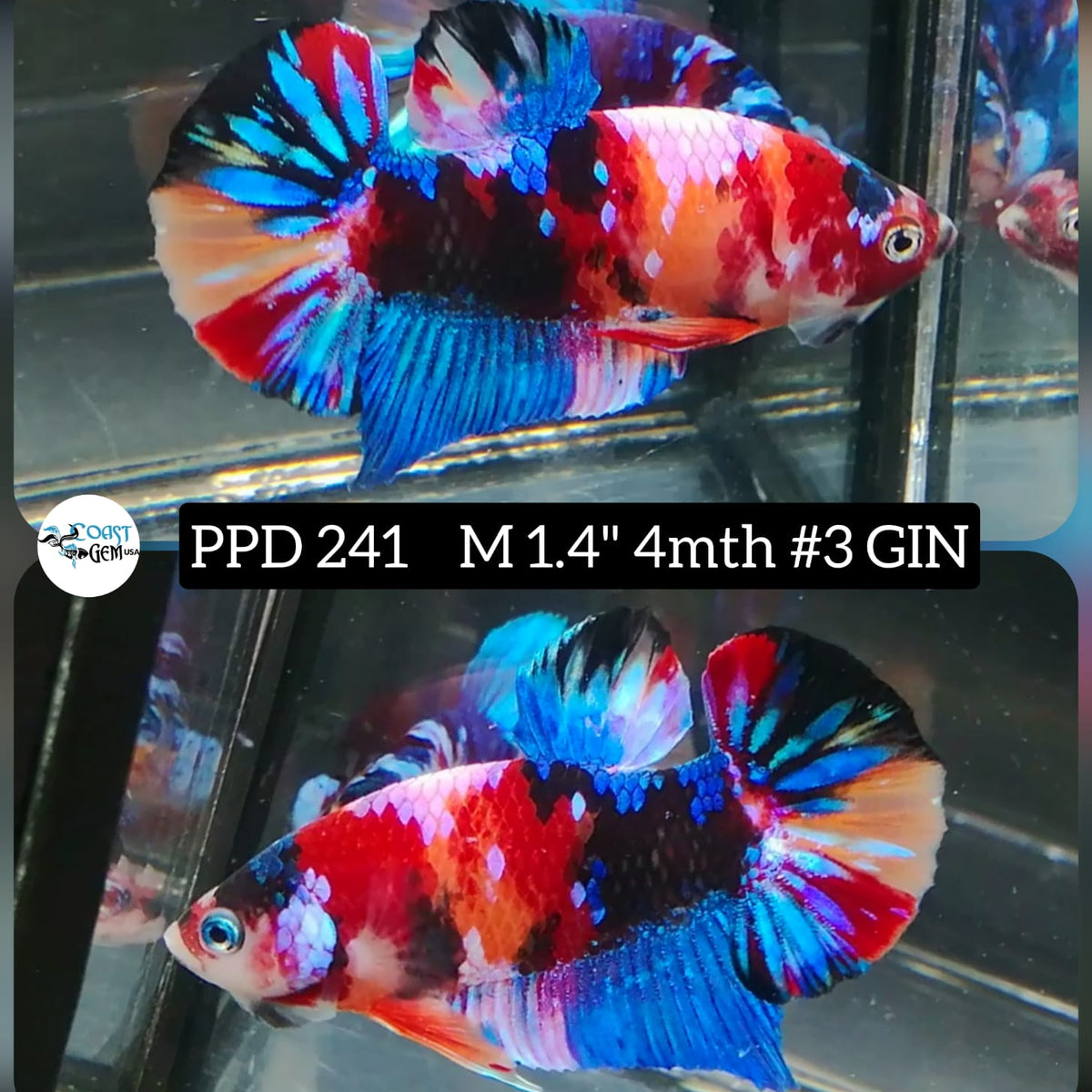 X Live Betta Fish Male Plakat High Grade Blue Color Galaxy (ppd-241) W 