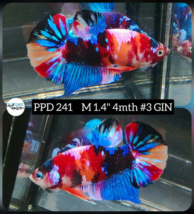 x Live Betta Fish Male Plakat High Grade Blue Color Galaxy (PPD-241) What you see is what you get!