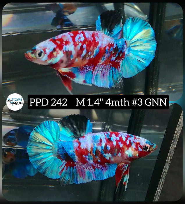 Live Betta Fish Male Plakat High Grade Koi Galaxy Fancy (PPD-242) What you see is what you get!