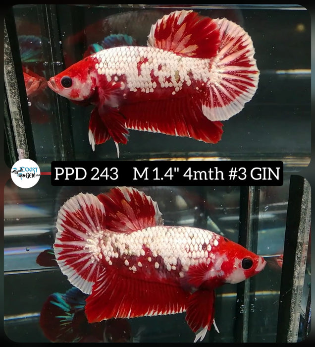 Live Betta Fish Male Plakat High Grade Red Samurai Pair (PPD-243) What you see is what you get!