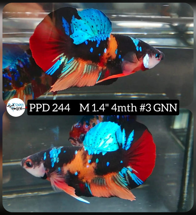 Live Betta Fish Male Plakat High Grade Black Color Galaxy (PPD-244) What you see is what you get!