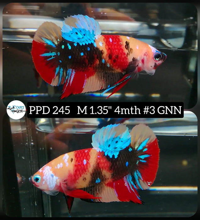 Live Betta Fish Male Plakat High Grade Red Color Galaxy (PPD-245) What you see is what you get!
