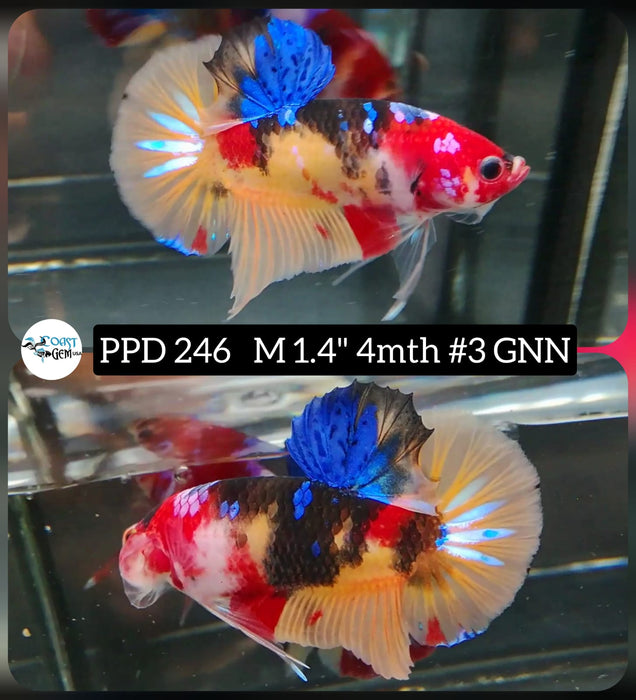 Live Betta Fish Male Plakat High Grade Yellow Koi Fancy (PPD-246) What you see is what you get!