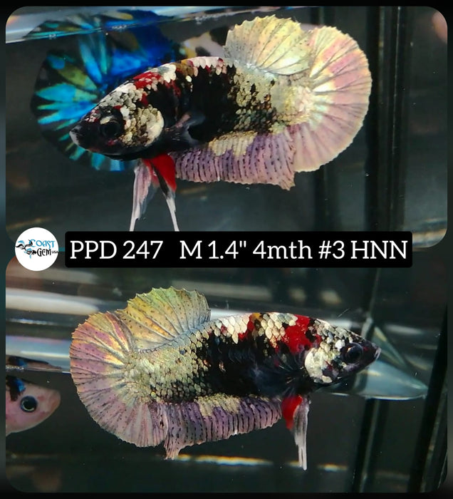 Live Betta Fish Male Plakat High Grade Fancy Copper (PPD-247) What you see is what you get!