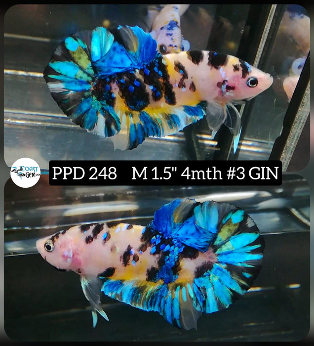 X Live Betta Fish Male Plakat High Grade Fancy Marble (PPD-248) What you see is what you get!