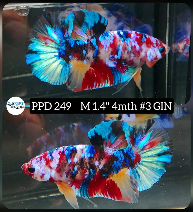 x Live Betta Fish Male Plakat High Grade Galaxy Fancy (PPD-249) What you see is what you get!