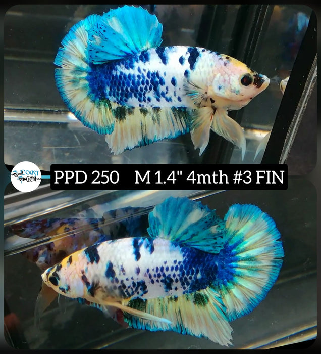 X Live Betta Fish Male Plakat High Grade Fancy Marble (PPD-250) What you see is what you get!