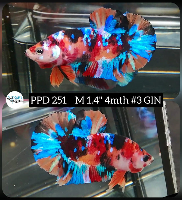x Live Betta Fish Male Plakat High Grade Galaxy Fancy (PPD-251) What you see is what you get!