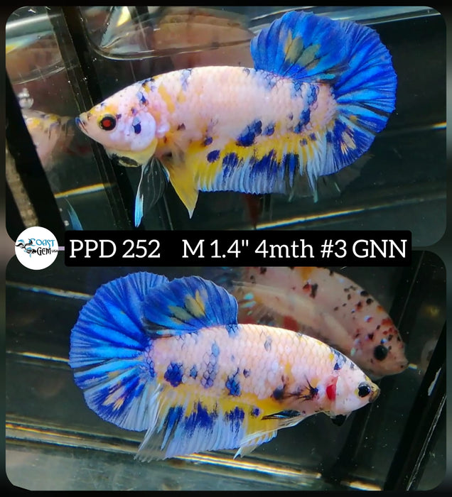 Live Betta Fish Male Plakat High Grade Yellow Koi Fancy (PPD-252) What you see is what you get!