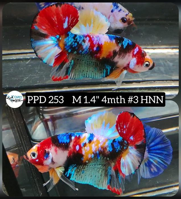 X Live Betta Fish Male Plakat High Grade Galaxy Fancy (PPD-253) What you see is what you get!