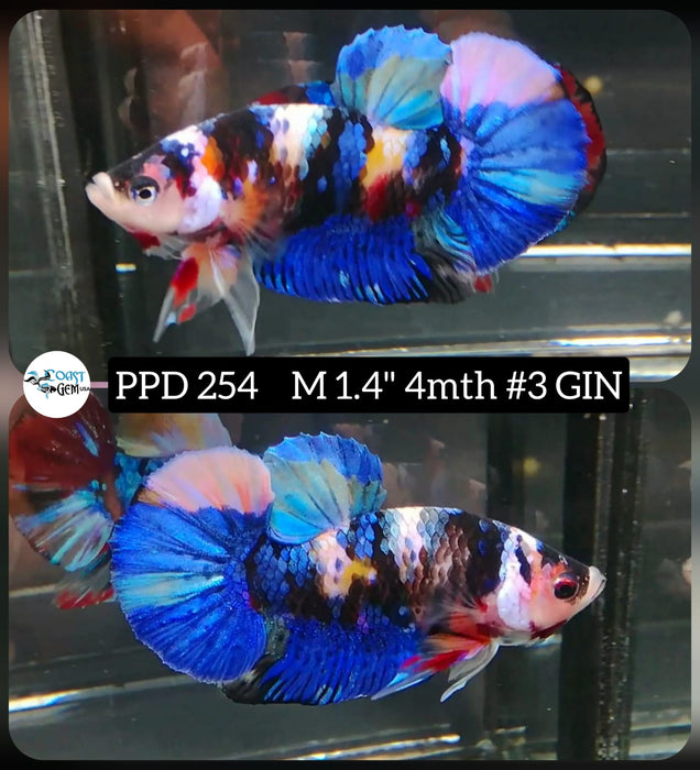 Live Betta Fish Male Plakat High Grade Blue Color Galaxy (PPD-254) What you see is what you get!