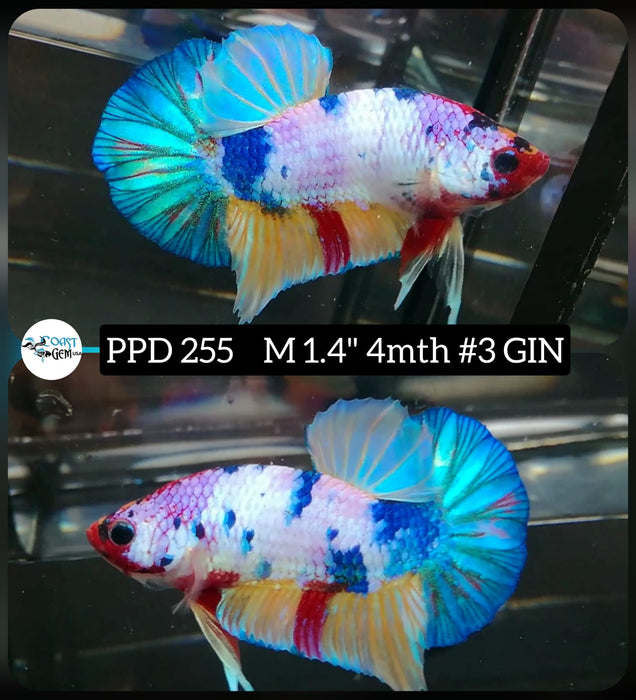 Live Betta Fish Male Plakat High Grade Fancy Marble (PPD-255) What you see is what you get!