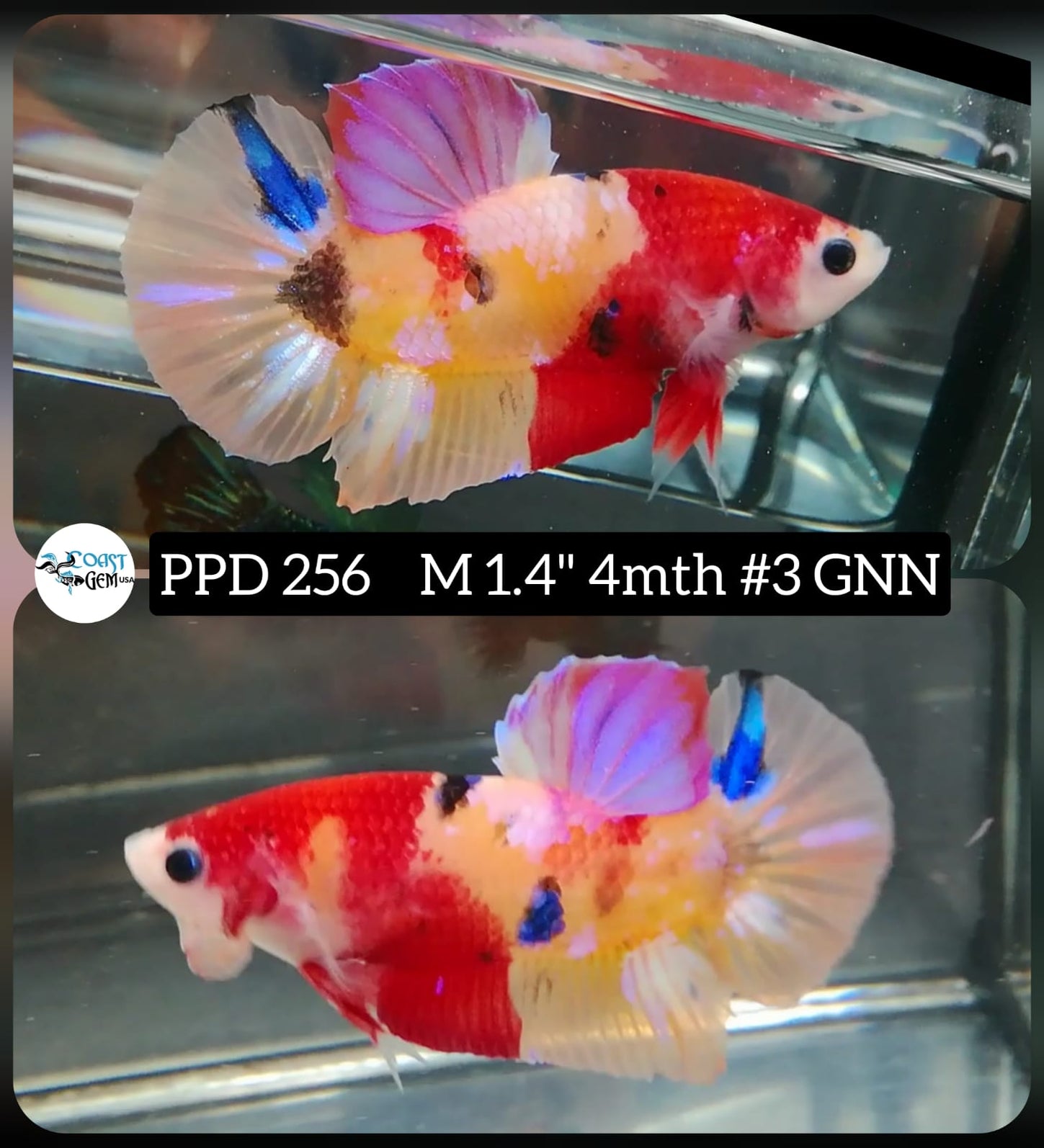 Plakat Male Bettas ''What you see is what you get'' — Coast Gem USA