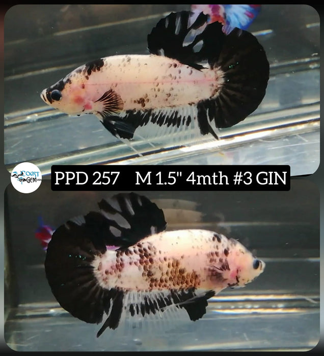 Live Betta Fish Male Plakat High Grade Black Koi (PPD-257) What you see is what you get!