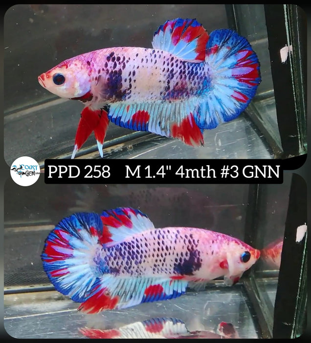 Live Betta Fish Male Plakat High Grade Fancy Koi (PPD-258) What you see is what you get!