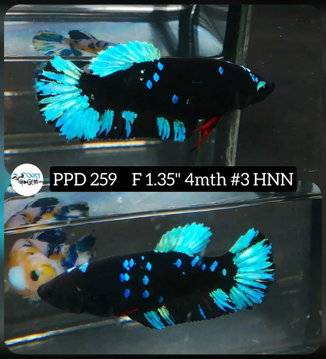 x Live Betta Fish Female Plakat High Grade Black Blue Neon (PPD-259) What you see is what you get!