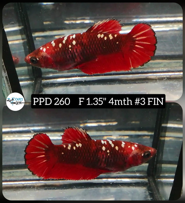 S143 Live Betta Fish Female Plakat High Grade Red Koi Galaxy (PPD-260) What you see is what you get!