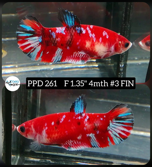 Live Betta Fish Female Plakat High Grade Red Koi Galaxy (PPD-261) What you see is what you get!