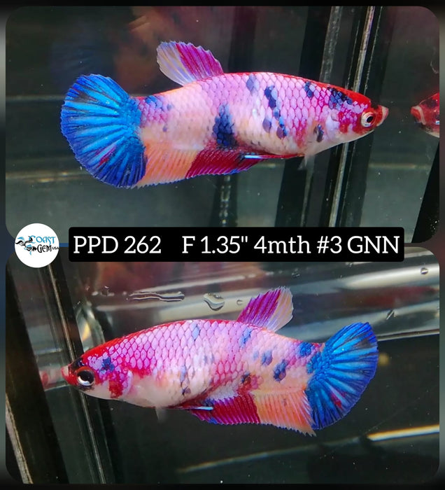 Live Betta Fish Female Plakat High Grade Pink Koi Galaxy (PPD-262) What you see is what you get!