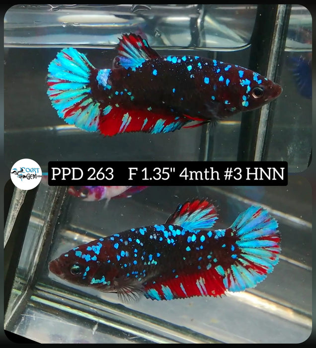 Live Betta Fish Female Plakat High Grade Black Blue Neon (PPD-263) What you see is what you get!