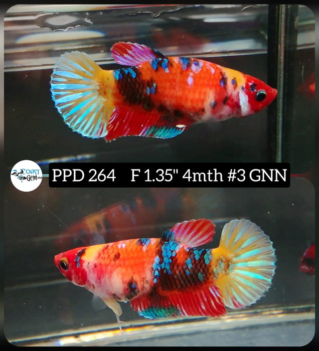 X Live Betta Fish Female Plakat High Grade Galaxy Nemo (PPD-264) What you see is what you get!