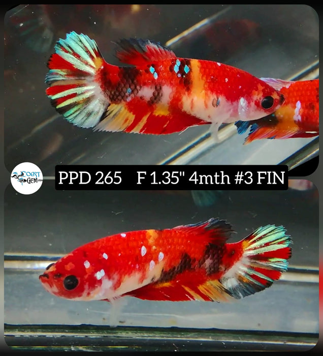Live Betta Fish Female Plakat High Grade Red Galaxy (PPD-265) What you see is what you get!