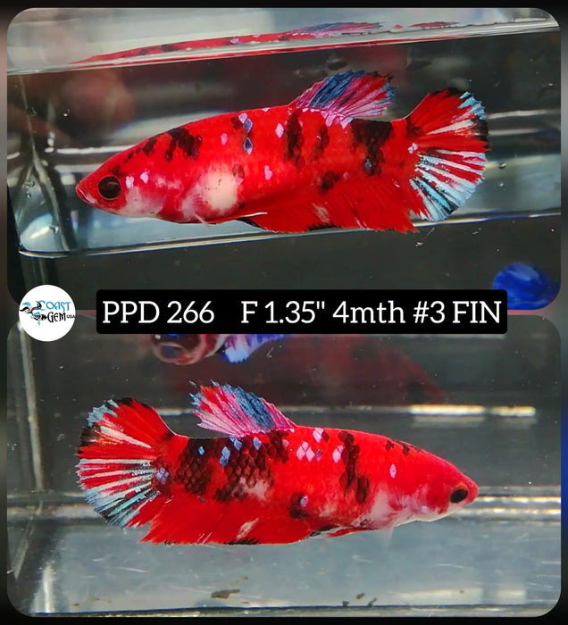 S208 Live Betta Fish Female Plakat High Grade Red Galaxy (PPD-266) What you see is what you get!