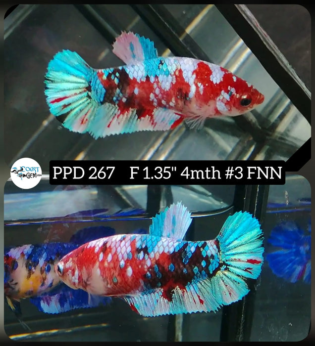 Live Betta Fish Female Plakat High Grade Fancy Galaxy (PPD-267) What you see is what you get!