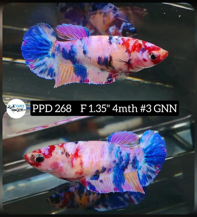 Live Betta Fish Female Plakat High Grade Pink Marble (PPD-268) What you see is what you get!