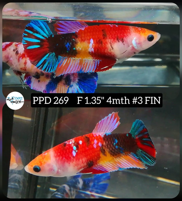 Live Betta Fish Female Plakat High Grade Galaxy Nemo (PPD-269) What you see is what you get!